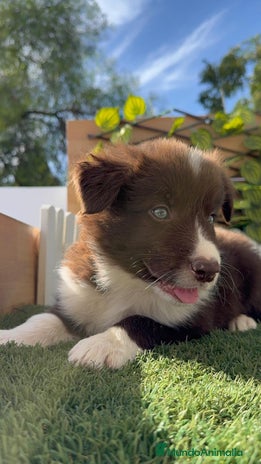 Border Collie perros BORDER COLLIE - Anuncio 2
