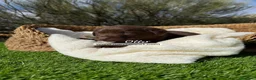 Labrador Retriever perros en venta: LABRADOR CHOCOLATE - Anuncio 1