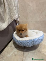Pomerania perros Oportunidad Pomerania - Anuncio 5