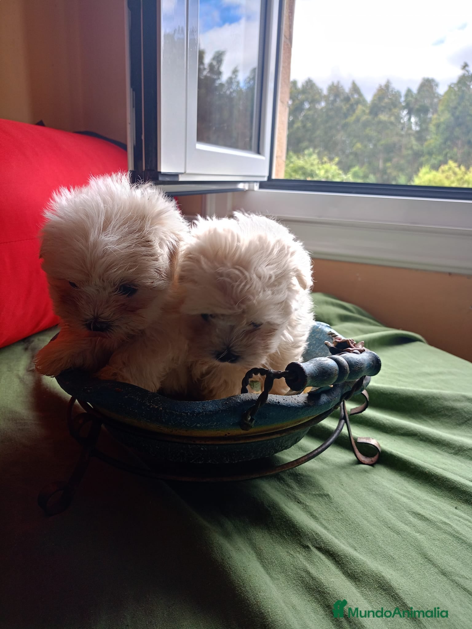 Bichón Maltés perros en venta: Bichon Maltes linea coreana - Anuncio 3