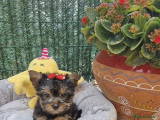 Yorkshire Terrier perros Yorkshire Terrier preciosos en Barcelona - Anuncio 21