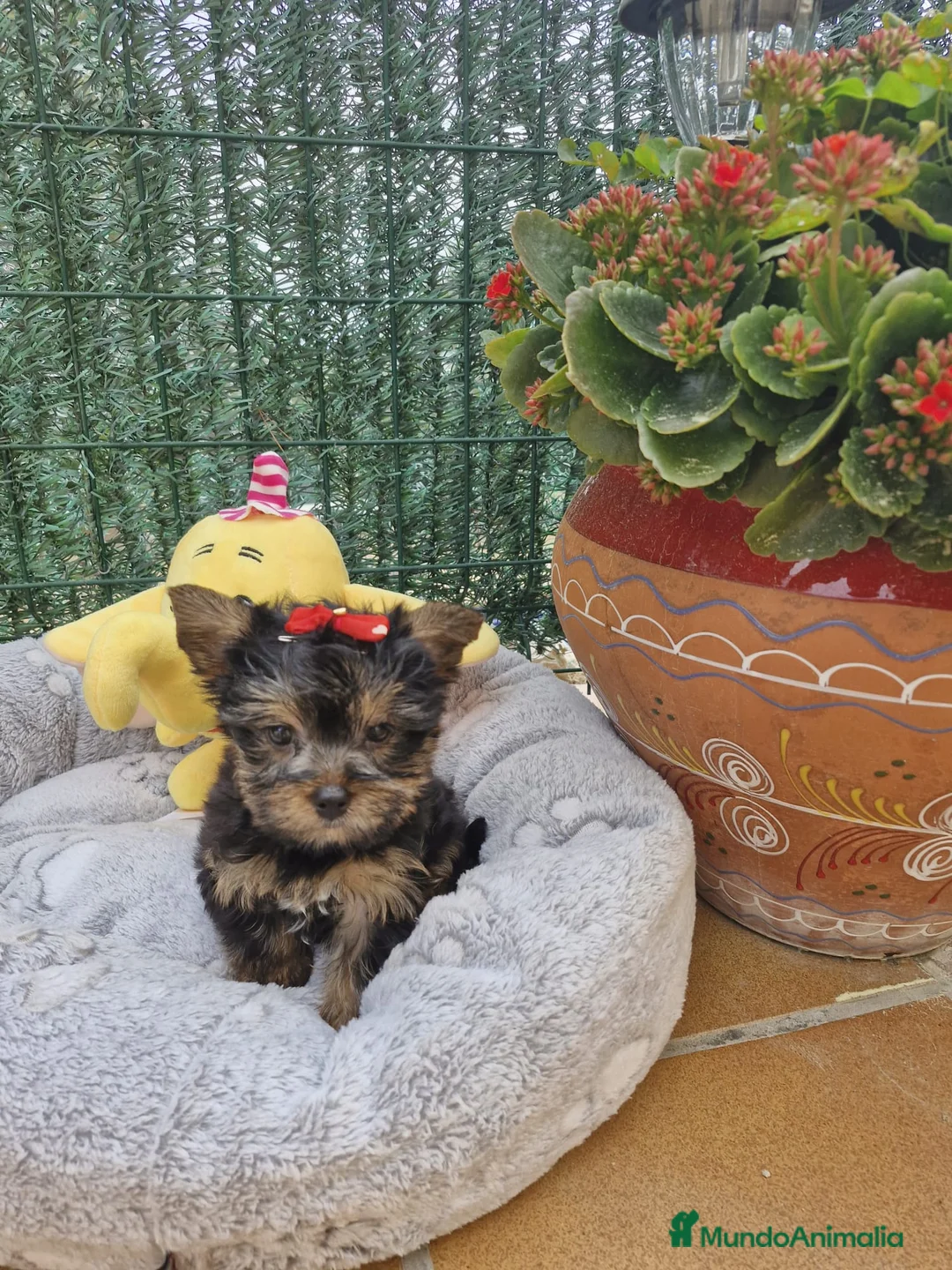 Yorkshire Terrier perros en venta: Yorkshire Terrier preciosos en Barcelona - Anuncio 1