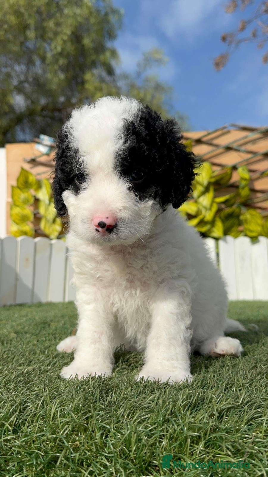 Perro de Agua Español perros PERRO DE AGUA HEMBRA - Anuncio 29