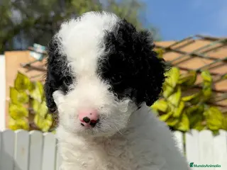 Perro de Agua Español perros PERRO DE AGUA HEMBRA - Anuncio 29