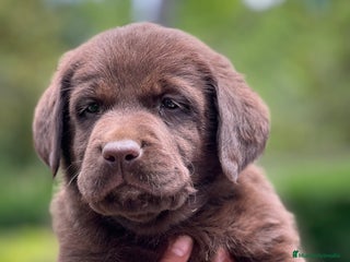 Labrador Retriever perros Hembra labrador chocolate con pedigree - Anuncio 1