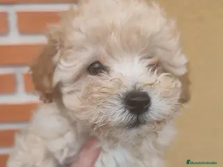Caniche Toy perros Listos para entregar caniche toy - Anuncio 1