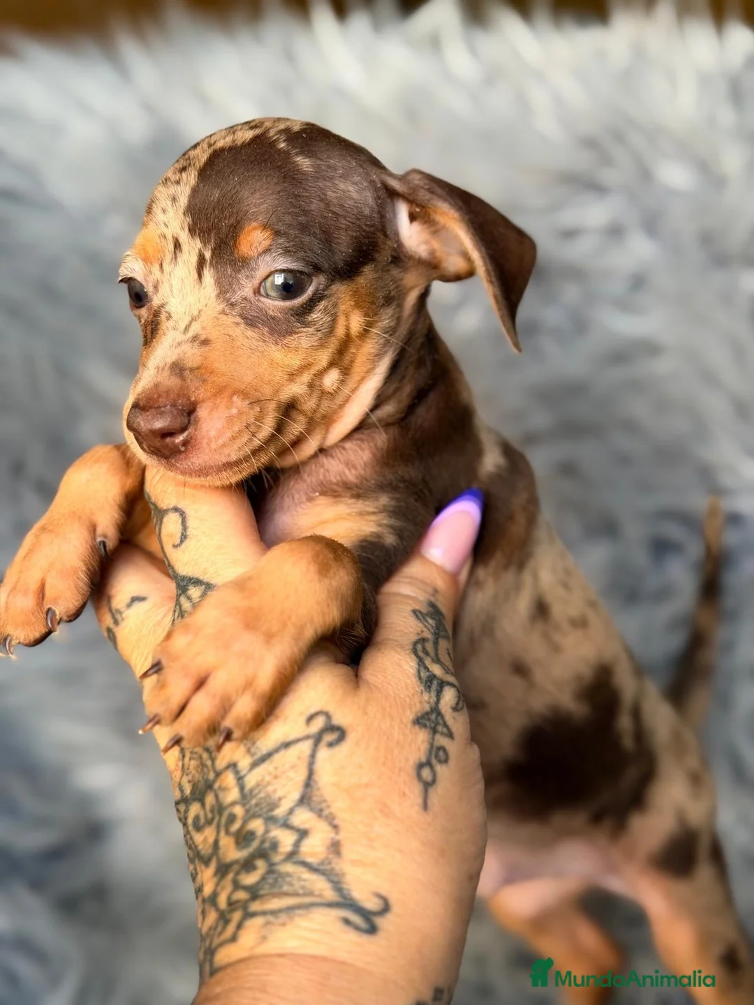 Pinscher Miniatura perros en venta: Macho Mini pinscher💙🐾 - Anuncio 4