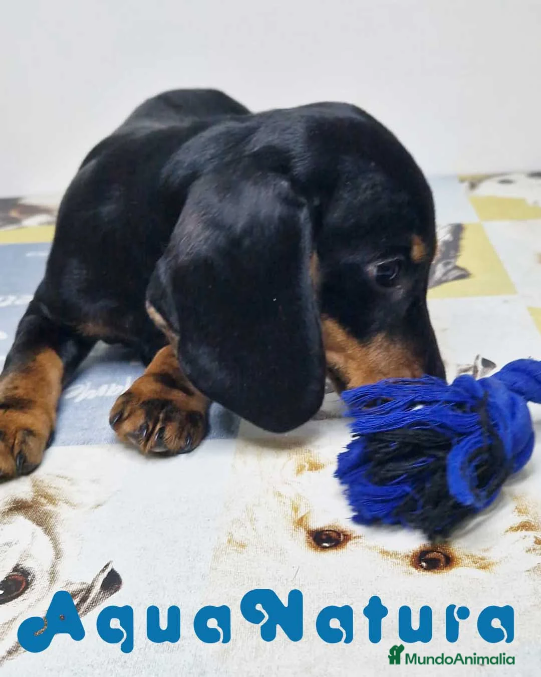 Teckel perros en venta: Teckel Hembra 9972 - AQUANATURA en Barcelona - Anuncio 6