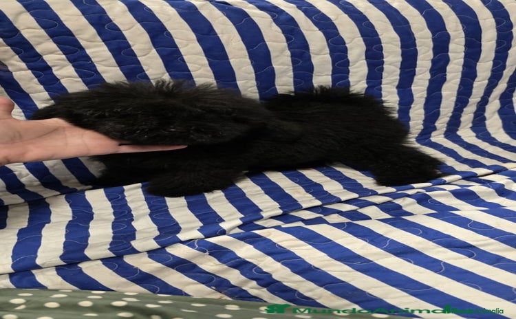 Caniche Toy perros - Anuncio 1