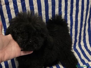 Caniche Toy perros - Anuncio 1