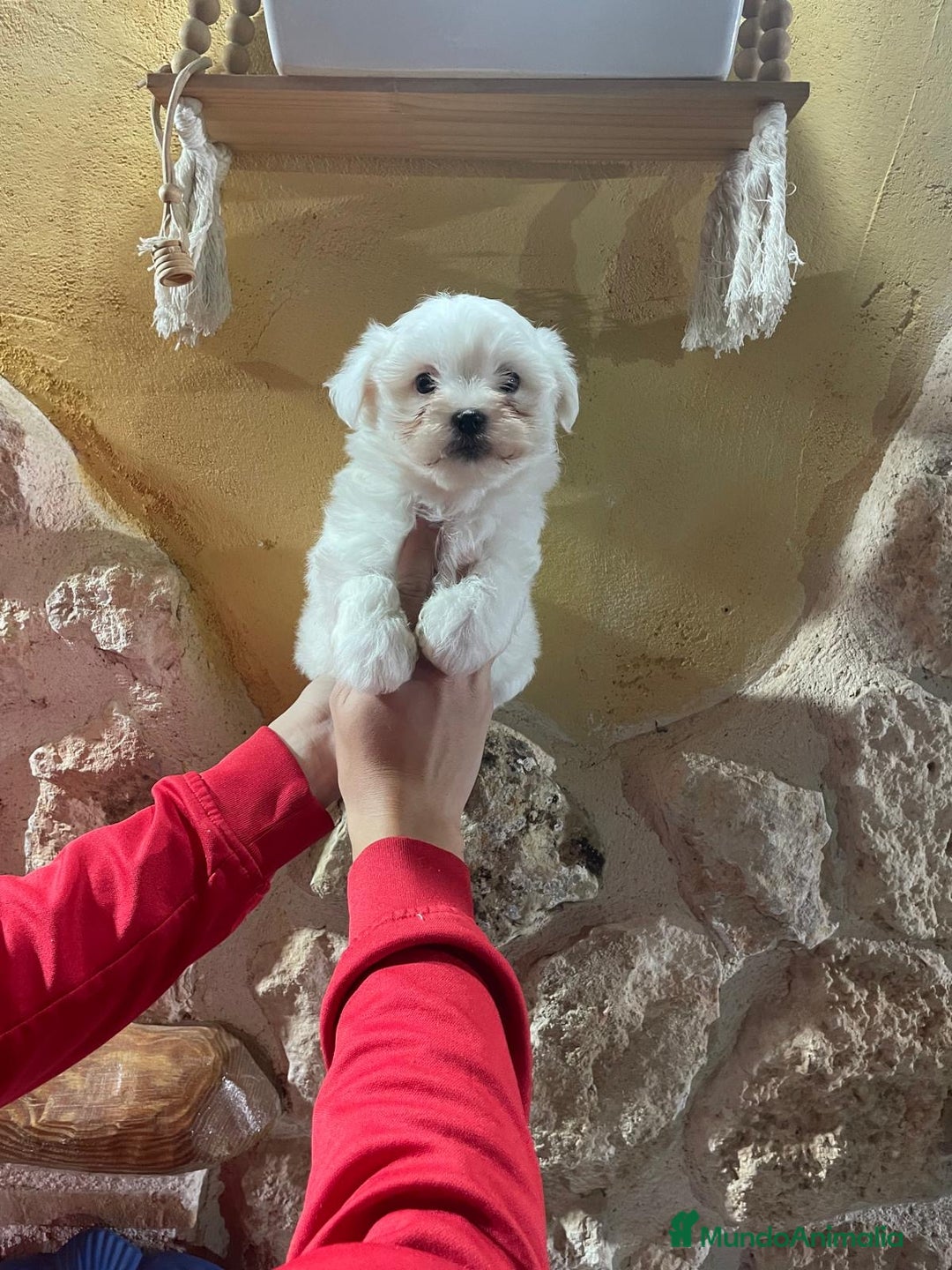 Bichón Maltés perros en venta: Bichon maltés coreano - Anuncio 2