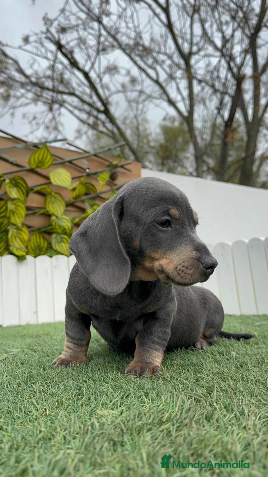 Teckel Miniatura perros en venta: TECKEL MINIATURA - Anuncio 3