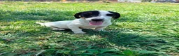 Jack Russell Terrier perros en venta: Jack Russell Terrier  - Anuncio 6