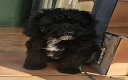 Raza Mixta perros en venta: Caniche enano negro  - Imagen 1