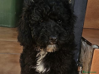 Raza Mixta perros - Anuncio 1