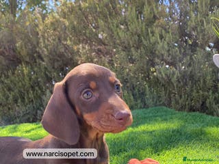 Teckel Miniatura perros TECKEL EXCELENTE LINEA - Anuncio 17