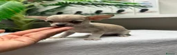Chihuahua perros en venta:  🐾 DOS PRECIOSAS CHIHUAHUAS HEMBRAS 🐾 - Anuncio 4