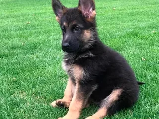 Pastor Alemán perros - Anuncio 4