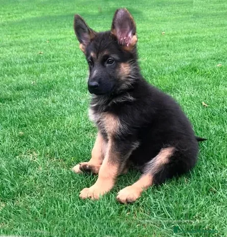 Pastor Alemán perros - Anuncio 2