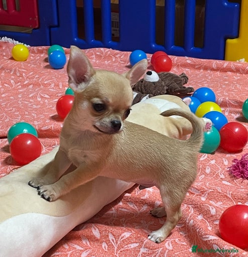 Imagen de galería {{count}}