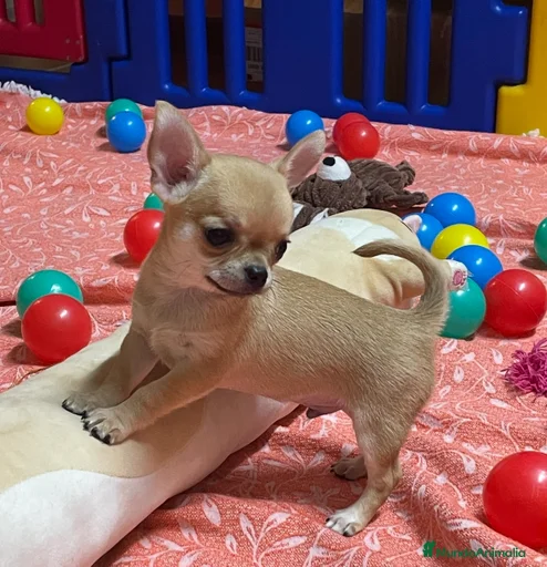 Imagen de galería {{count}}