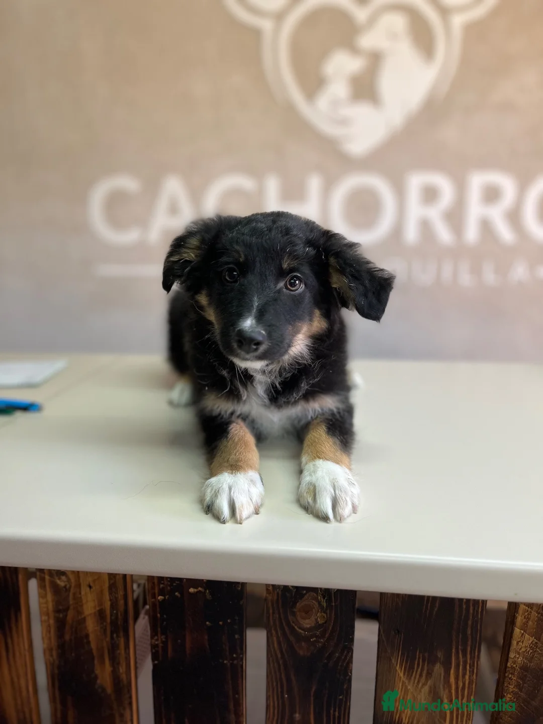 Border Collie perros en venta: Último Border collie  - Anuncio 1