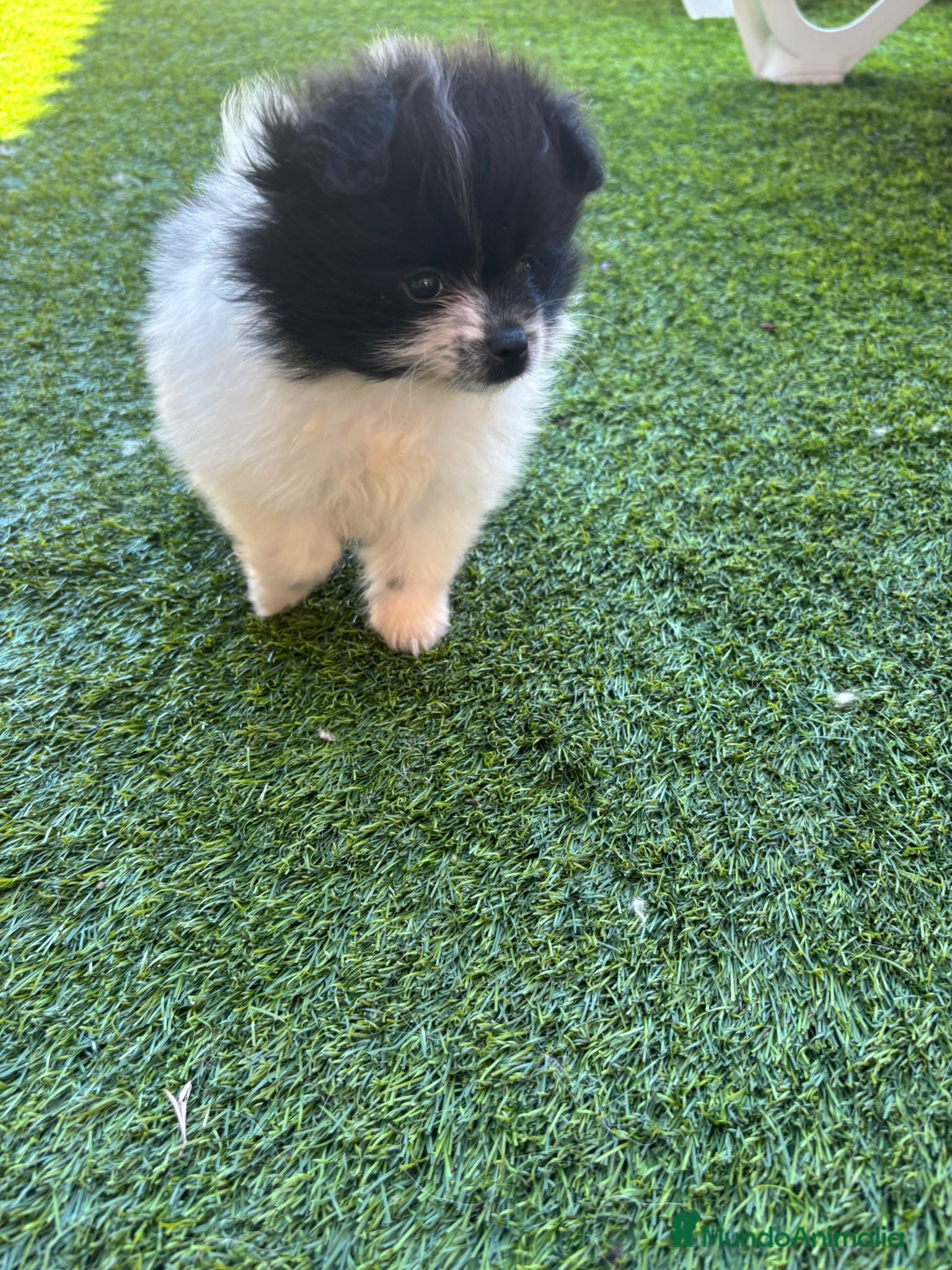 Pomerania perros Preciosas Pomeranian mini - Anuncio 3