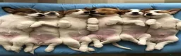 Jack Russell Terrier perros en venta: Preciosa camada de Jack Russell  - Anuncio 1