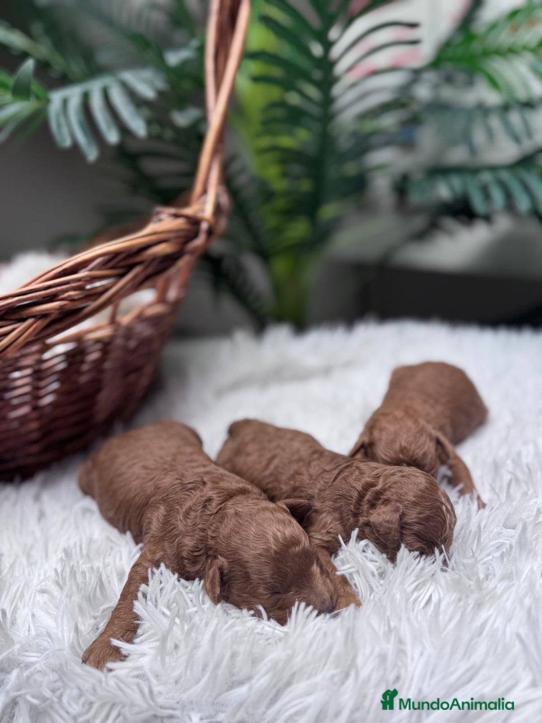 Caniche Toy perros en venta: CANICHE TOY ROJO - Anuncio 10