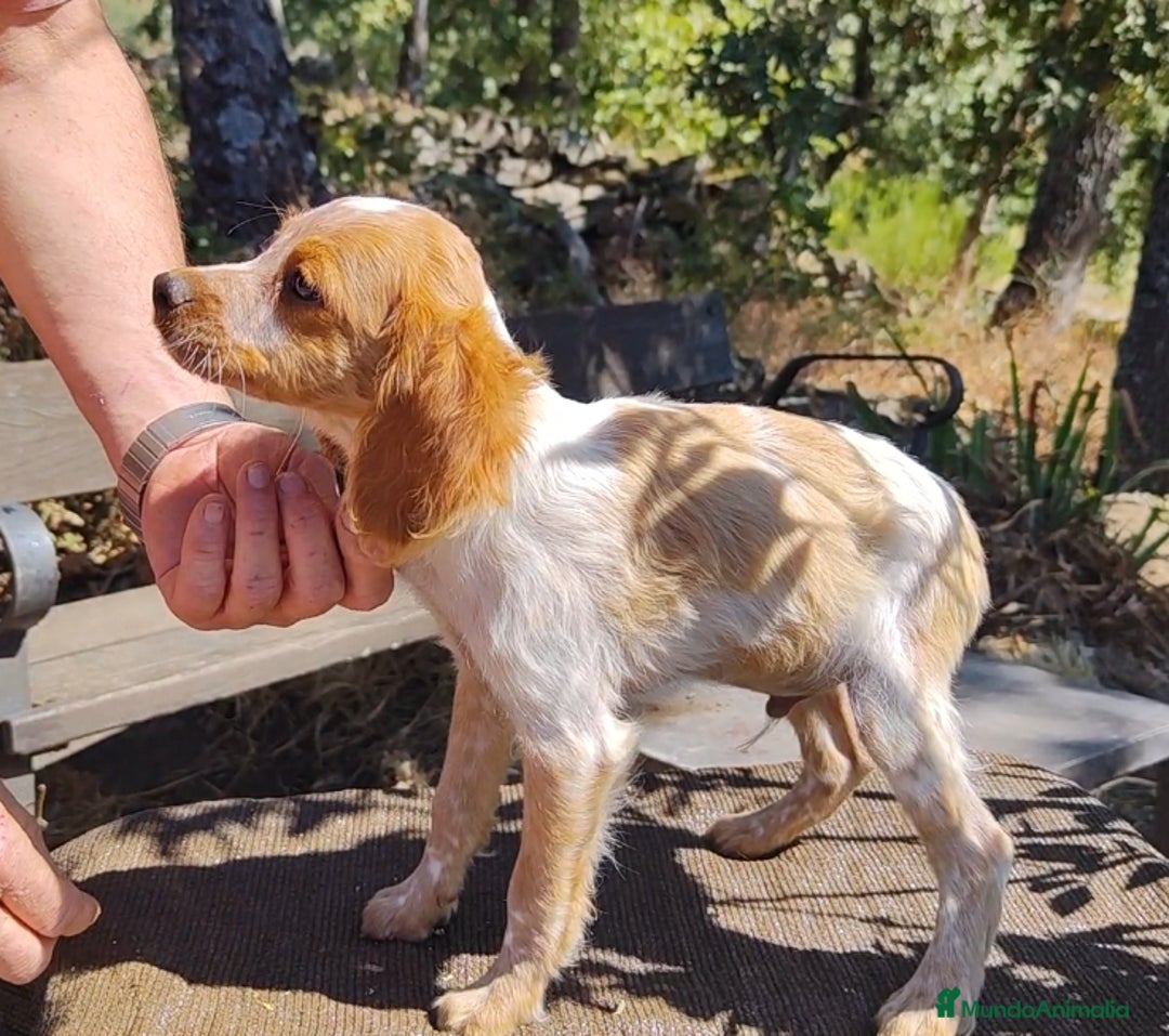 Épagneul Breton perros en venta: CACHORROS DE ESPAGNEULS BRETON  - Imagen 2