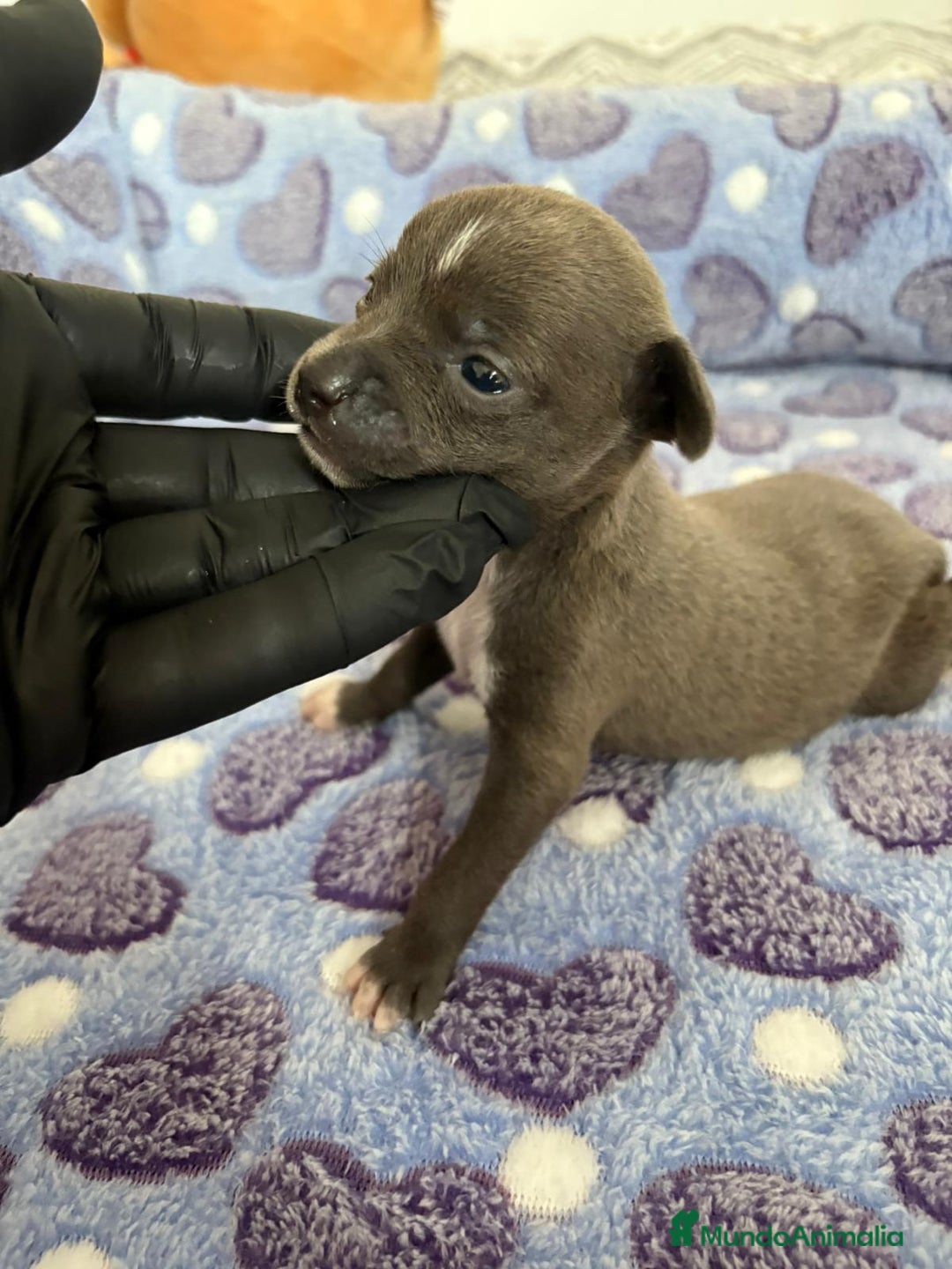 Raza Mixta perros en venta: CHIWHIP - Imagen 15