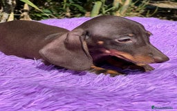 Teckel Miniatura perros en venta: Teckel miniatura  - Imagen 5