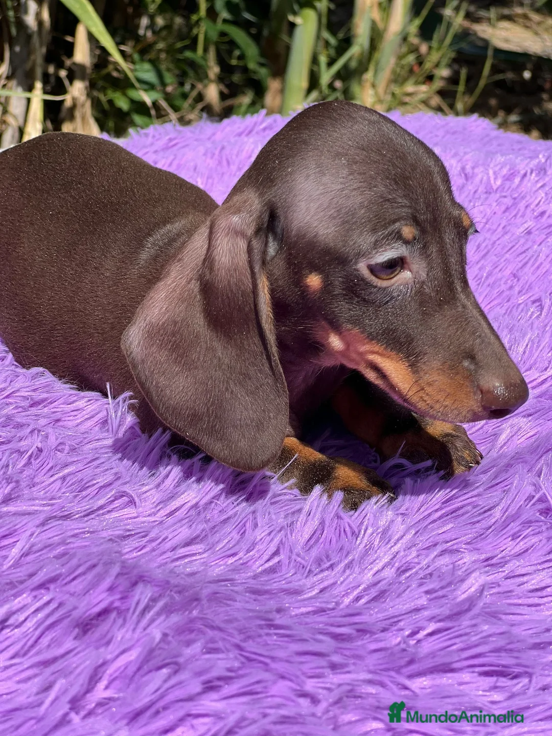 Teckel Miniatura perros en venta: Teckel miniatura  - Anuncio 5