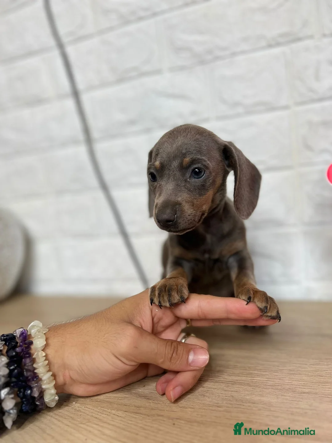 Teckel perros en venta: TECKEL PRECIOSOS !!!! en Badajoz - Anuncio 3