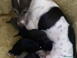 Pequeño Lebrel Italiano perros en Barcelona - Anuncio 15
