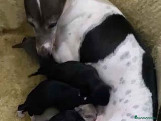 Pequeño Lebrel Italiano perros Camada Lebrel Italiano de BN y Omega - AQUANATURA en Barcelona - Anuncio 25