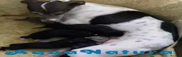 Pequeño Lebrel Italiano perros en venta:  Camada Lebrel Italiano de BN y Omega - AQUANATURA en Barcelona - Anuncio 1