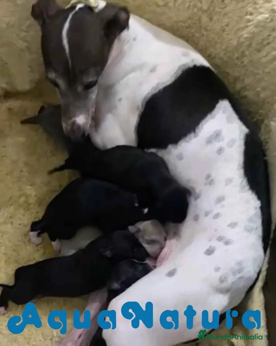 Pequeño Lebrel Italiano perros en venta:  Camada Lebrel Italiano de BN y Omega - AQUANATURA en Barcelona - Anuncio 1