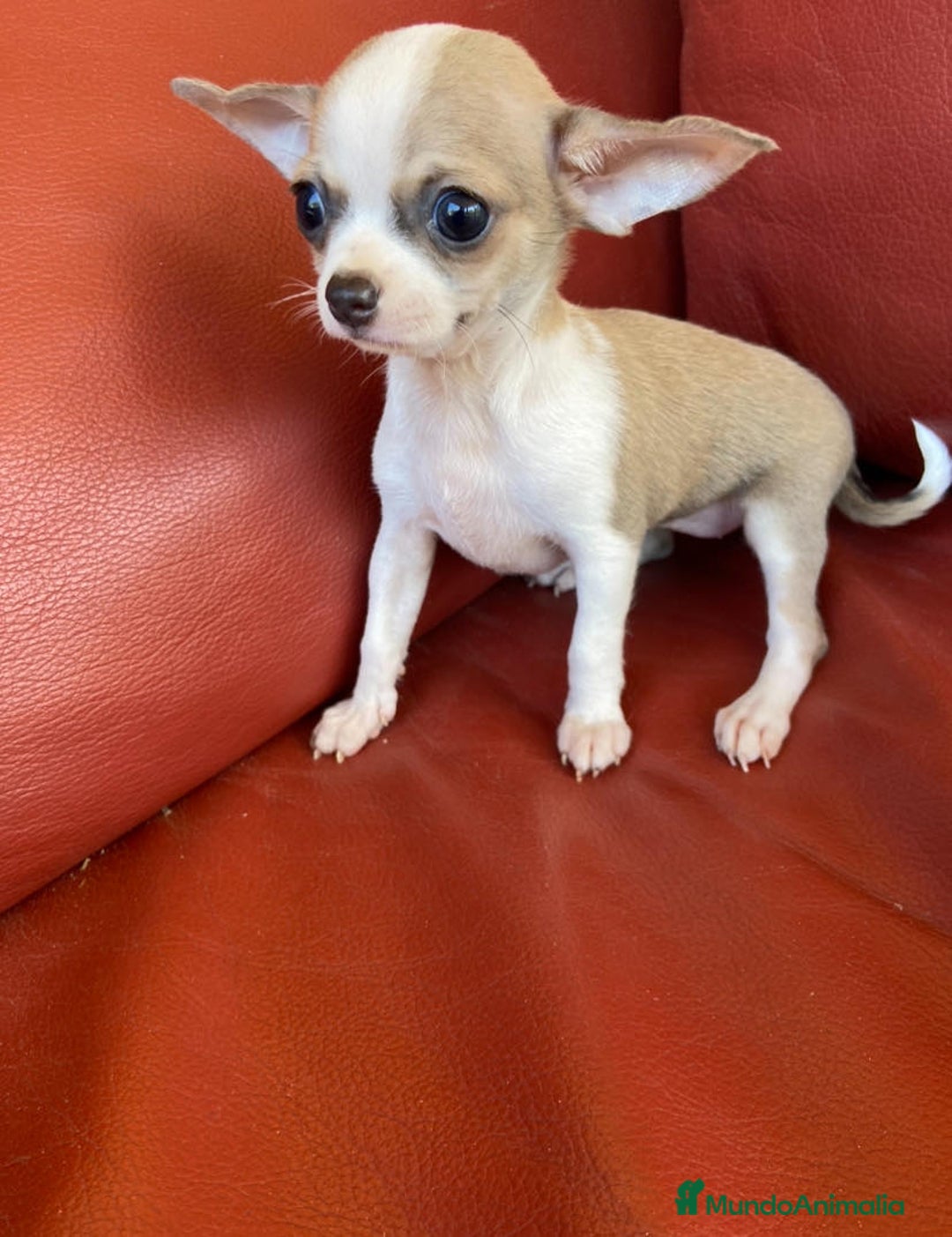 Chihuahua perros en venta: Chihuahua toy - Imagen 2