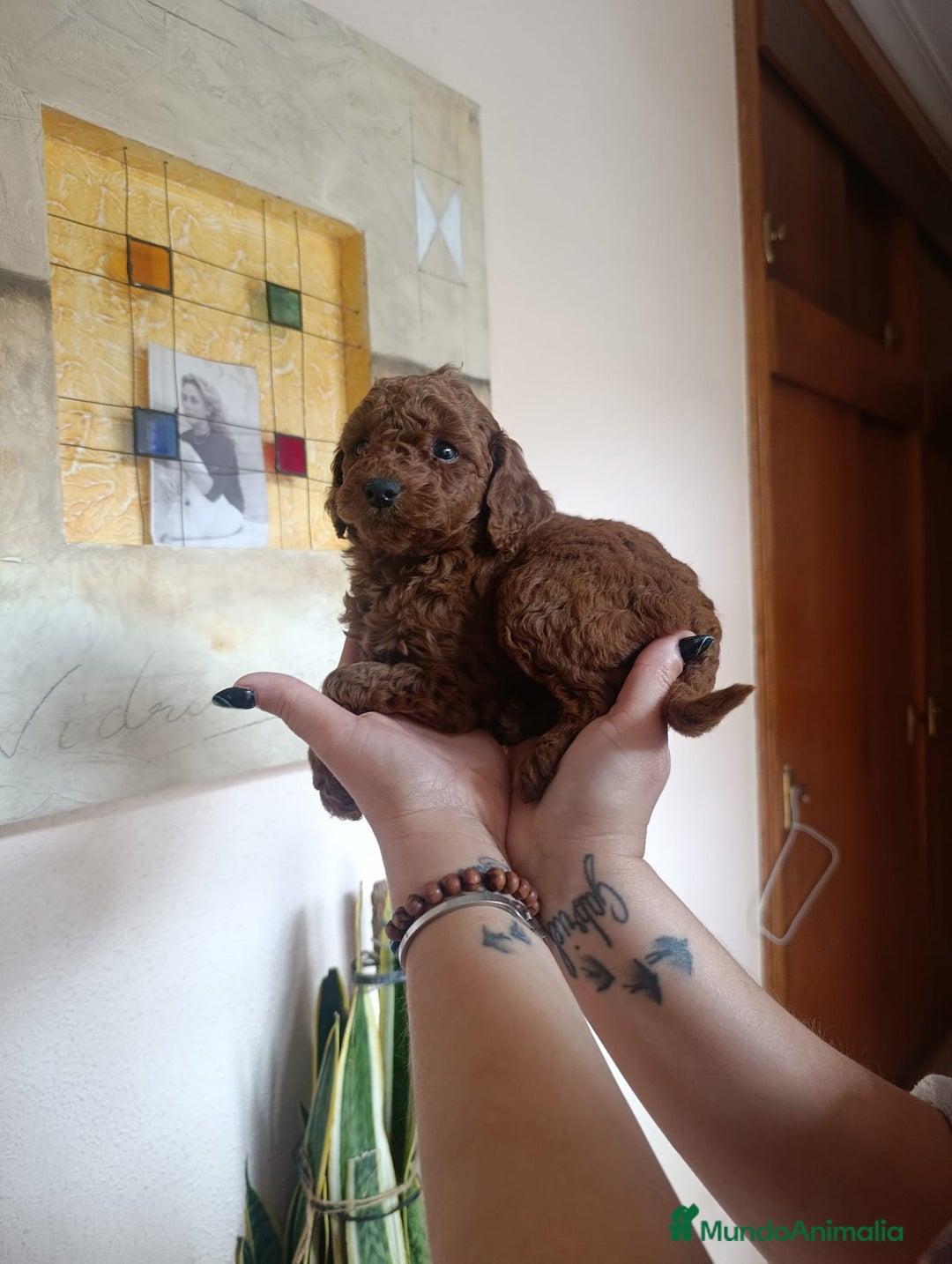 Caniche Toy perros en venta: CANICHES ROJOS EXCLUSIVOS  - Anuncio 2