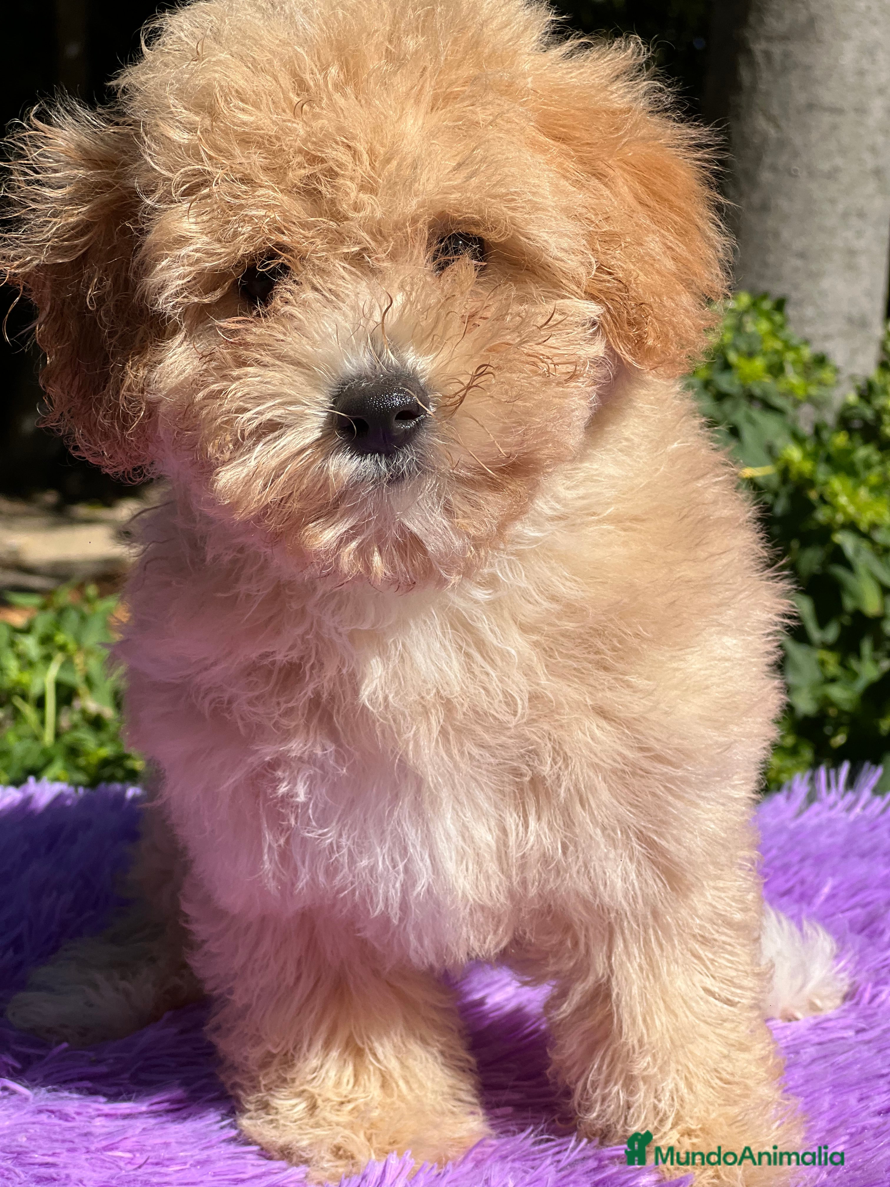 Maltipoo perros Maltipoo Toy hembra  - Anuncio 36