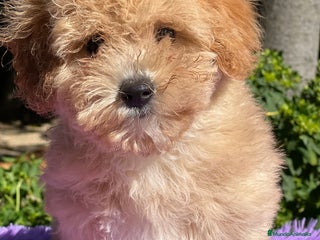 Maltipoo perros - Anuncio 3