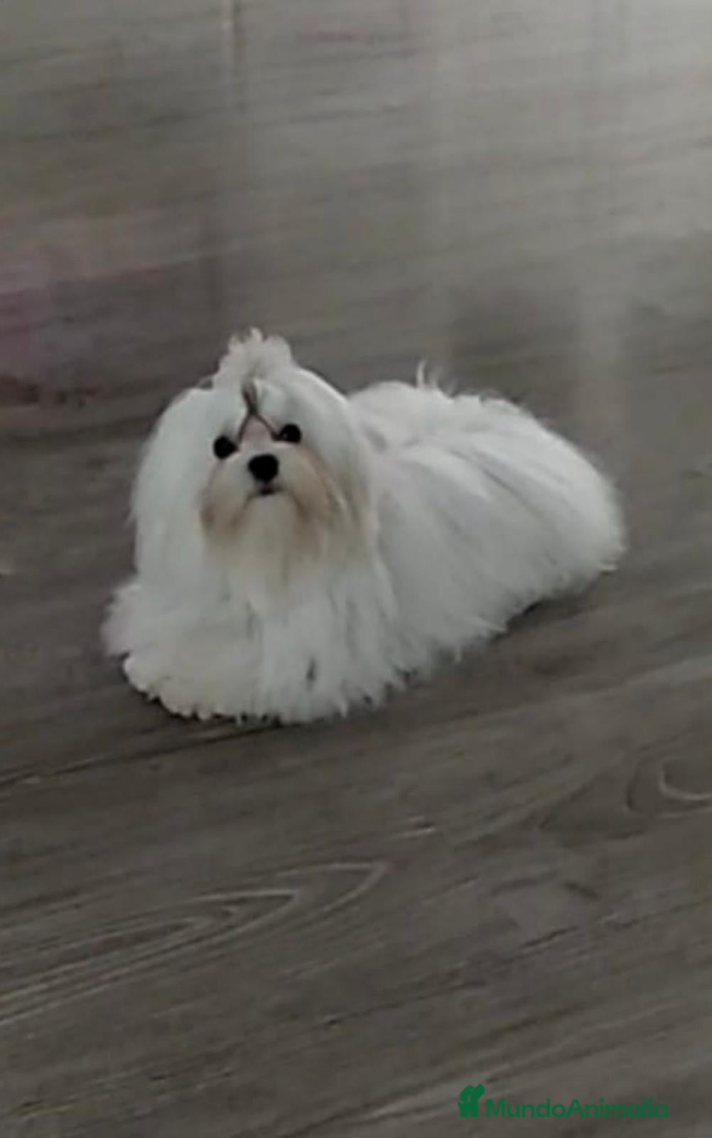 Maltipoo perros Macho y hembras de maltipoo nacionales  - Anuncio 2