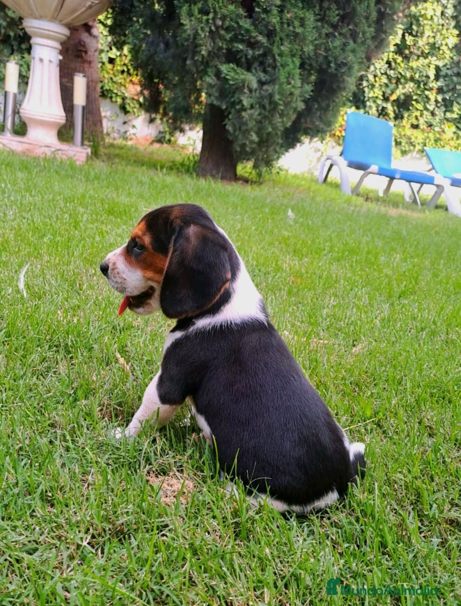 Beagle perros Beagle linea Inglesa - Anuncio 12