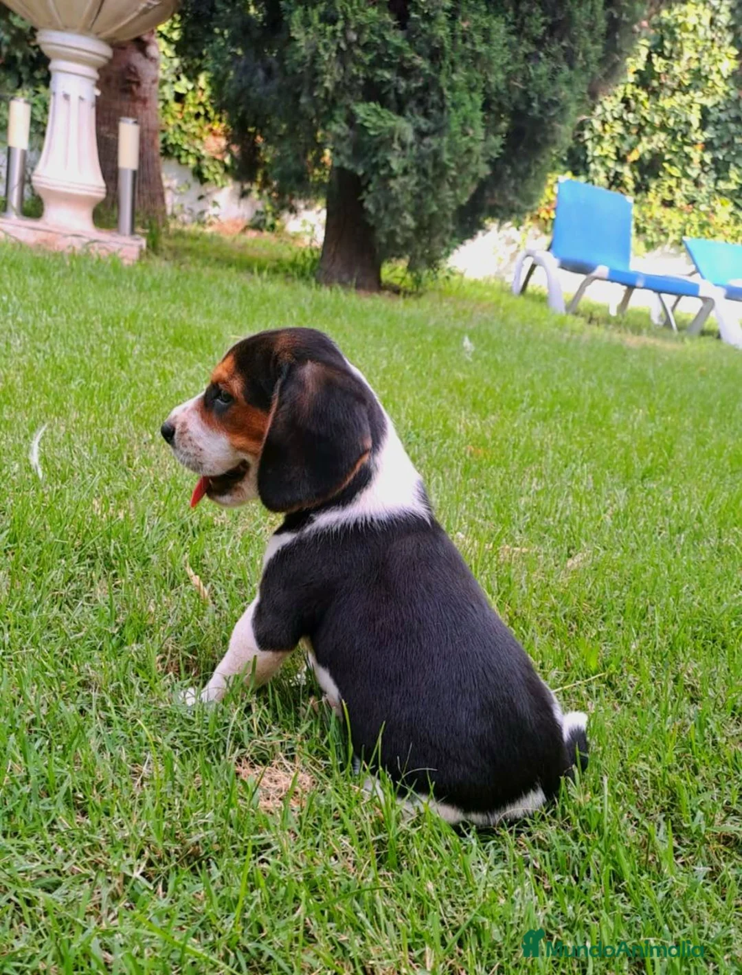 Beagle perros en venta: Beagle linea Inglesa - Anuncio 5