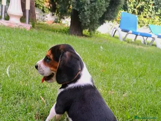 Beagle perros Beagle linea Inglesa - Anuncio 12