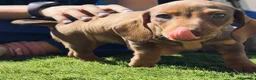 Teckel Miniatura perros en venta: Teckel miniatura color caramelo - Anuncio 6