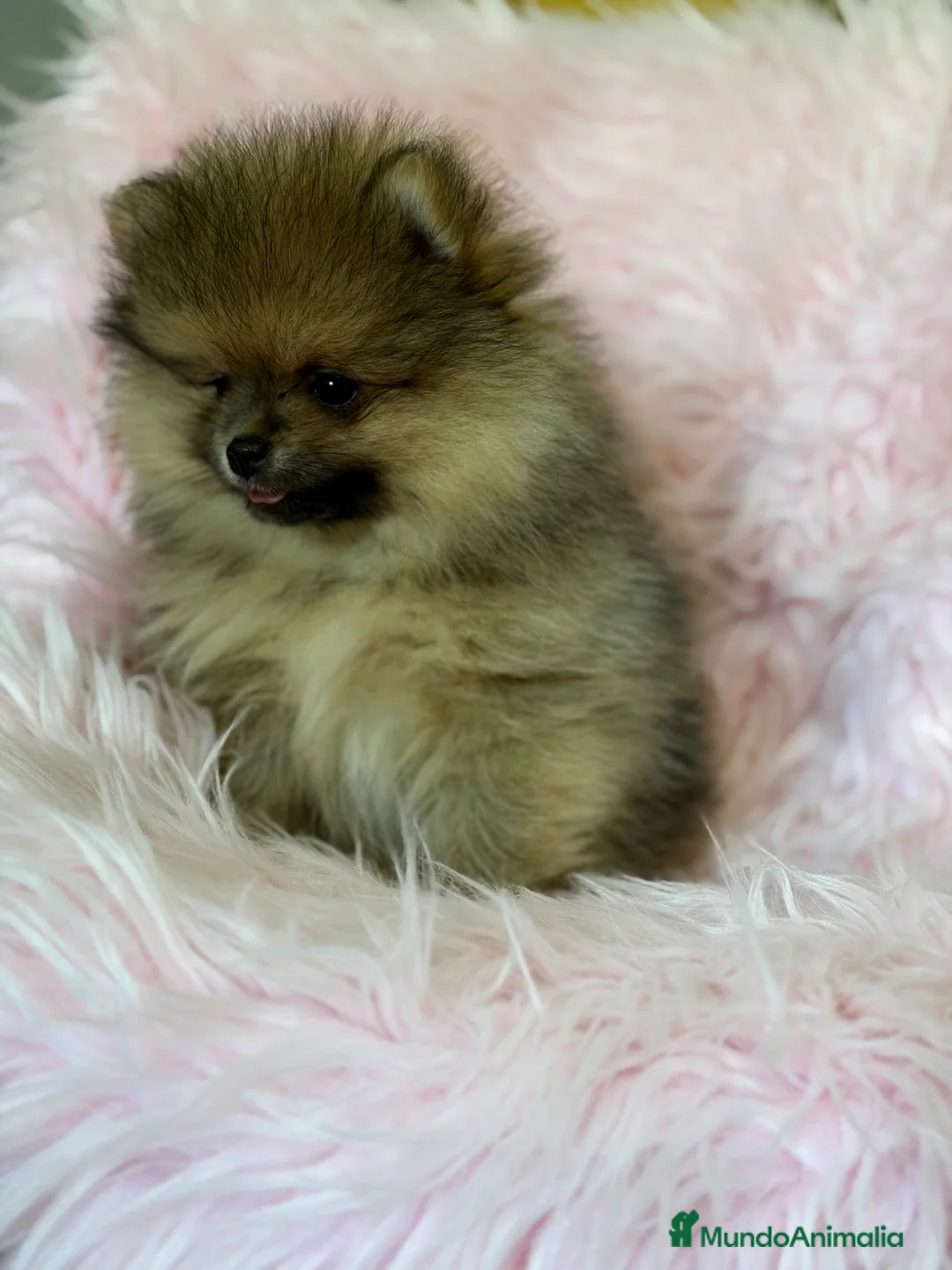 Pomerania perros en venta: Pomerania cara oso Hembra   - Anuncio 2