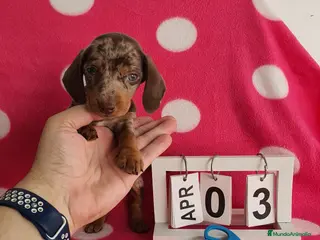 Teckel Miniatura perros Teckel miniatura - Anuncio 1