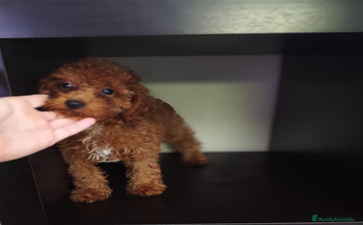 Caniche Toy perros - Anuncio 1